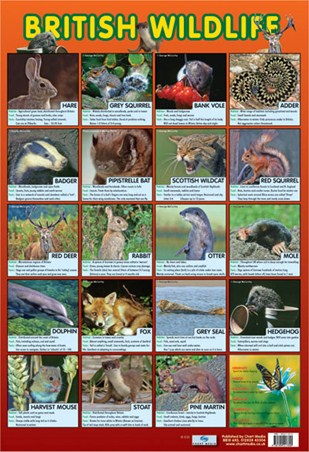 British Wildlife, Native British Animals British Wildlife, Native British Animals